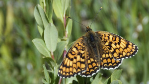 _DSC7979 Grand Damier ou  Mélitée des centaurées - Melitaea phoebe.JPG