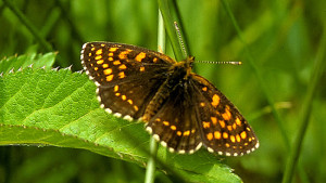 Melitaea diamina - Damier noir.jpg