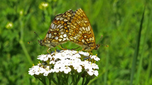 _ICT5350 Mélitée du mélampyre - Melitaea athalia - Copie.JPG