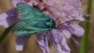 DSC03357 - Jordanita globulariae.JPG