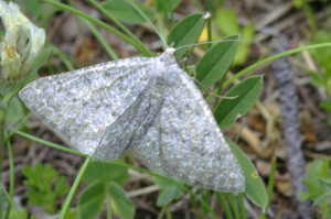 _ICT5376 Hémithée du genêt - Pseudoterpna pruinata.JPG