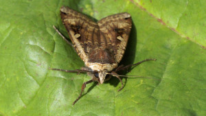 _ICT4381 Noctua pronuba.JPG