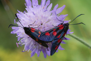 Z. lonicerae  Queyras.jpg