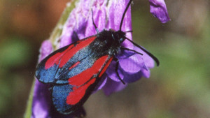 Zygaena purpuralis - Zygène pourp - Copie.jpg