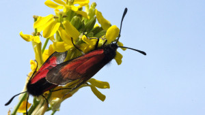 DSC02884 - Z. purpuralis ssp. nubigena.JPG