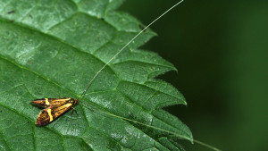 _ICT4899 Adela degeerella.JPG