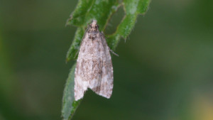 DSC00475 Orthotaenia undulana.JPG