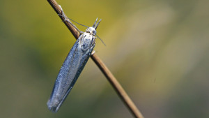 DSC00678 - Crambus perlella.jpg