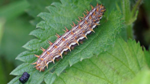 DSC00201 chenille de Brenthis ino - Nacré de la sanguisorbe.JPG