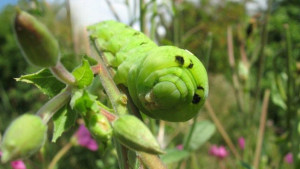 Pieris napi.jpg