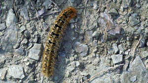 _ICT4002 Lasiocampa quercus.jpg