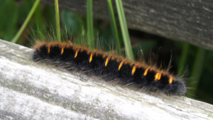 Macrothylacia rubi - Bombyx de la ronce PICT6929.JPG