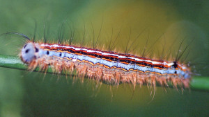 Malacosoma neustria - Bombyx à livrée.jpg