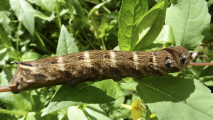 P1070674 - Grand sphinx de la vigne - Deilephila elpenor.JPG