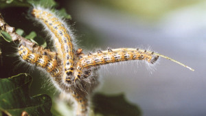 Phalera bucephala - Bucéphale.jpg