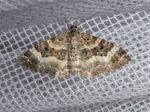 0290 Epirrhoe rivata 02 05 2018 Mont Cindré JESC 097.JPG