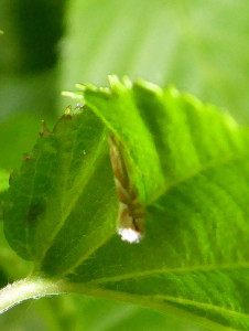 possible  0534 Phyllonorycter esperella 04 05 2018 Dommartin JESC 103.JPG