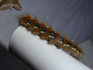 larva 20 05 2018 Poleymieux JESC 232.JPG