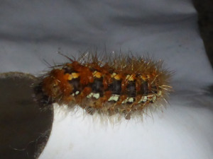 larva 20 05 2018 Poleymieux JESC 234.JPG