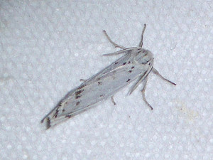 L 2853 Myelois circumvoluta  24 05 2018 Belmont 409.JPG