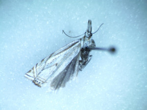 Platytes cerussella (1).jpg