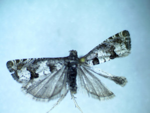 Gypsonoma nitidulana (1).jpg
