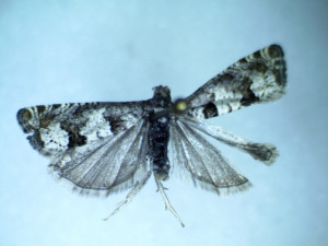 Gypsonoma nitidulana (2).jpg