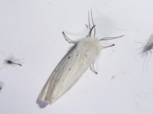 0838 Spilosoma urticae 06 05 2018 Anse JESC 306.JPG