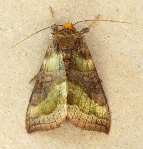 Diachrysia chrysitis b.jpg