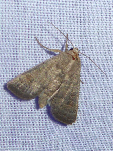 1456 Orthosia cerasi tard 09 06 2018 St Germain JESC 347.JPG