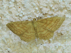 j  Idaea ochrata ou  serpentata -  ou dilutaria_redimensionner.jpg