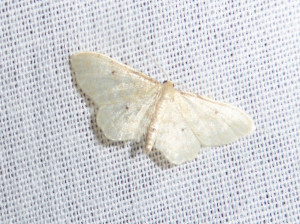 0223 Scopula immutata 06 07 2018 St Georges de R JESC 096.JPG