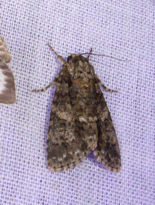 1013 Acronicta rumicis 06 07 2018 St Georges de R JESC 243.JPG