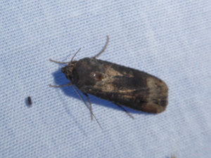 1564 Agrotis segetum 10 07 2018 RillieuxBussy JESC 266.JPG