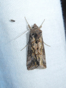 1564 Agrotis segetum 10 07 2018 RillieuxBussy JESC 312.JPG