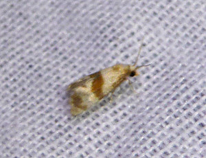 L 2068 Phalonidia contractana 10 07 2018 RillieuxBussy JESC 428.JPG