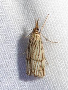 L 3007 Chrysocrambus linetella 10 07 2018 RillieuxBussy JESC 373.JPG