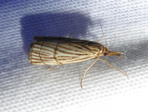 L 3007 Chrysocrambus linetella 10 07 2018 RillieuxBussy JESC 374.JPG