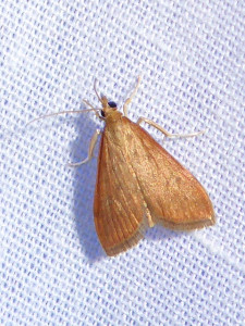 L 3143 Nascia cilialis ou 3178 Antigastra catalaunalis 10 07 2018 RillieuxBussy JESC 208.JPG