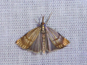 L 3009 Thisanotia chrysonuchella 06 07 2018 St Georges de R JESC 422.JPG