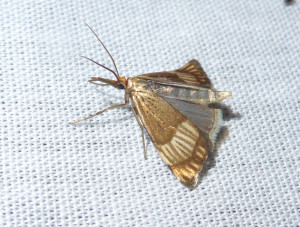 L 3009 Thisanotia chrysonuchella 06 07 2018 St Georges de R JESC 121.JPG