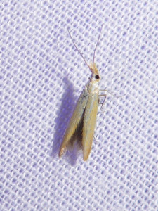 L 0728a Coleophora sp. 15 07 2018 VsurJarnioux JESC 210.JPG