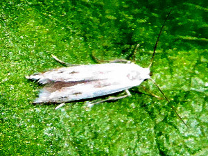 L 0728a Coleophora sp. 15 07 2018 VsurJarnioux JESC 040.JPG