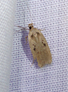 L 1199 Agonopterix yeatiana 15 07 2018 VsurJarnioux JESC 196.JPG