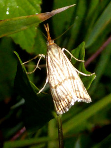 L 3008 Chrysocrambus craterellus 03 07 2018 Gacopin JESC 031.JPG