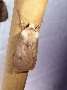 1573 Agrotis exclamationis 10 08 2018 Varennes JESC 215.JPG