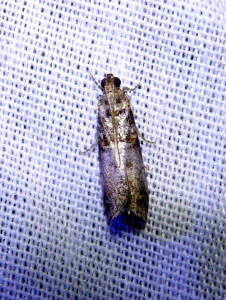 L 2919 Ephestia parasitella 10 08 2018 Varennes JESC 127.JPG