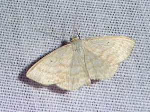 0225 Scopula floslactata 16 08 2018 Champagne JESC 281.JPG