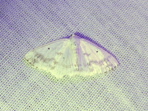 0674 Lomographa temerata 16 08 2018 Champagne JESC 140.JPG