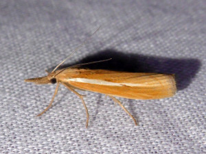 L 2970 Agriphila selasella 16 08 2018 Champagne JESC 301.JPG